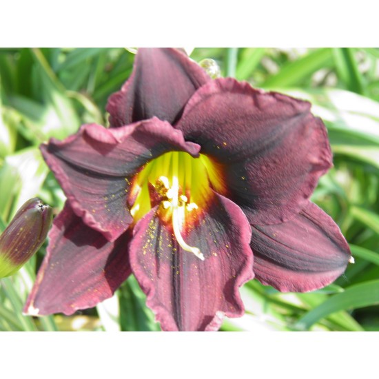 Plante Hemerocallis Midnight Oil Plante Hemerocallis Midnight Oil