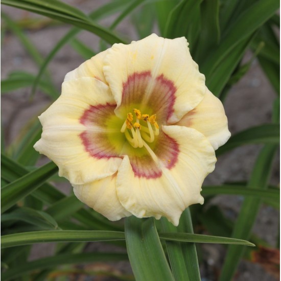 Plante Hemerocallis All American Baby Plante Hemerocallis All American Baby