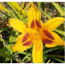 Plante Hemerocallis Autumn Minaret
