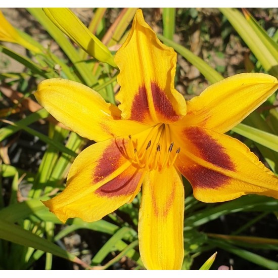 Plante Hemerocallis Autumn Minaret