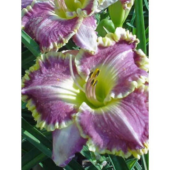 Plante Hemerocallis Bestseller Plante Hemerocallis Bestseller