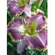 Plante Hemerocallis Bestseller Plante Hemerocallis Bestseller