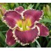 Plante Hemerocallis Bettylen