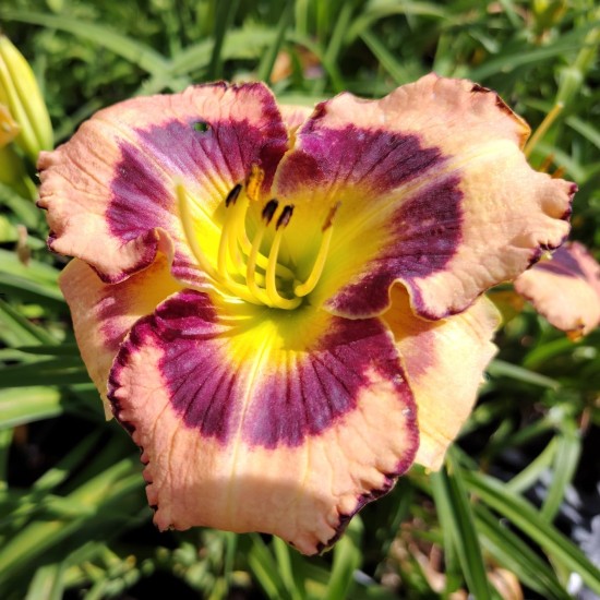 Plante Hemerocallis Big City Eye -Crin de o zi Plante Hemerocallis Big City Eye -Crin de o zi