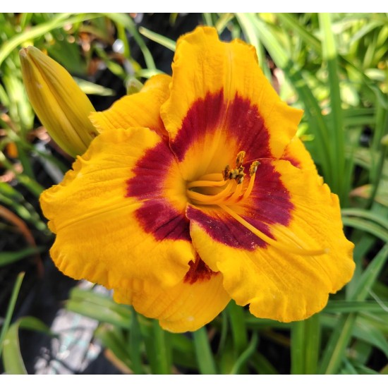 Plante Hemerocallis Blackberry Candy