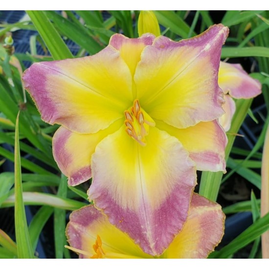 Plante Hemerocallis Cheese and Wine Plante Hemerocallis Cheese and Wine