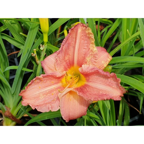 Plante Hemerocallis Dress Code Plante Hemerocallis Dress Code