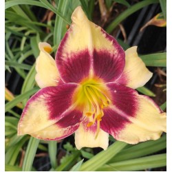 Plante Hemerocallis Jamaican Me Crazy - Crin de o zi