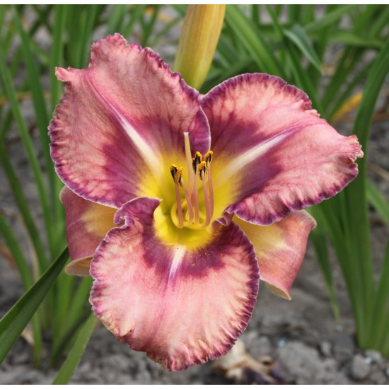 Plante Hemerocallis Mildred Mitchell Plante Hemerocallis Mildred Mitchell