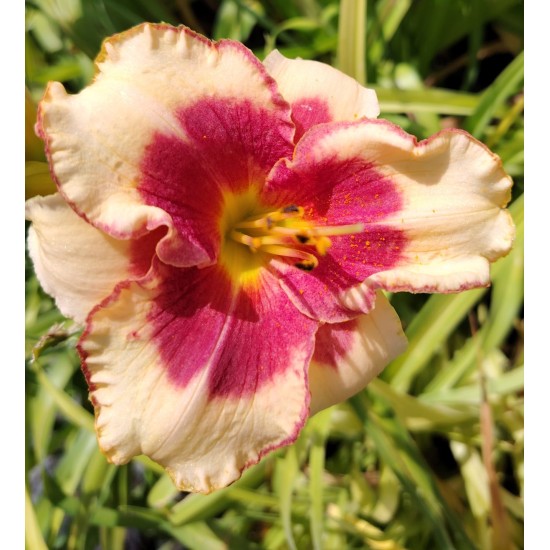 Plante Hemerocallis Nippon - Crin de o zi Plante Hemerocallis Nippon - Crin de o zi