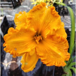 Plante Hemerocallis Orange Nassau -Crin de o zi