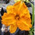 Plante Hemerocallis Orange Nassau -Crin de o zi