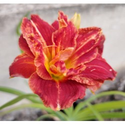 Plante Hemerocallis Paprika Flame - Crin de o zi
