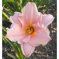 Plante Hemerocallis Playmate