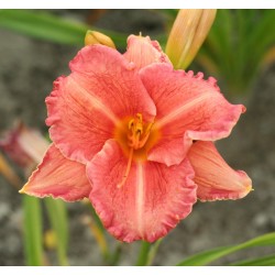 Plante Hemerocallis Pretty Fancy