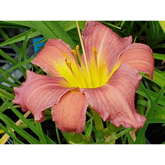 Plante Hemerocallis Raspberry Plante Hemerocallis Raspberry