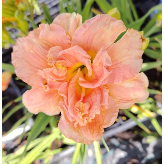 Plante Hemerocallis Siloam Double Classic -Crin de o zi Plante Hemerocallis Siloam Double Classic -Crin de o zi