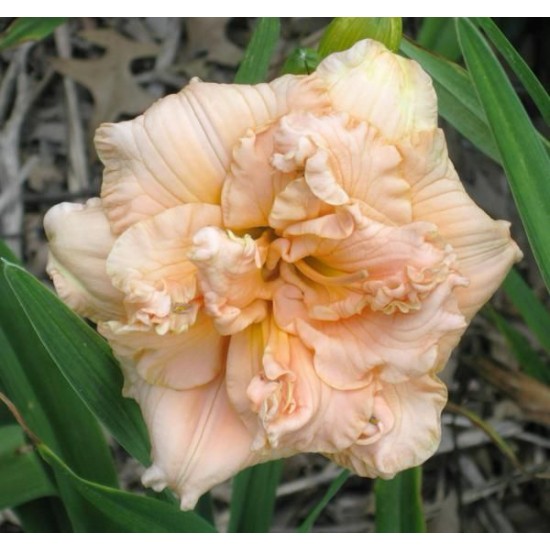 Plante Hemerocallis Siloam Double Success Plante Hemerocallis Siloam Double Success