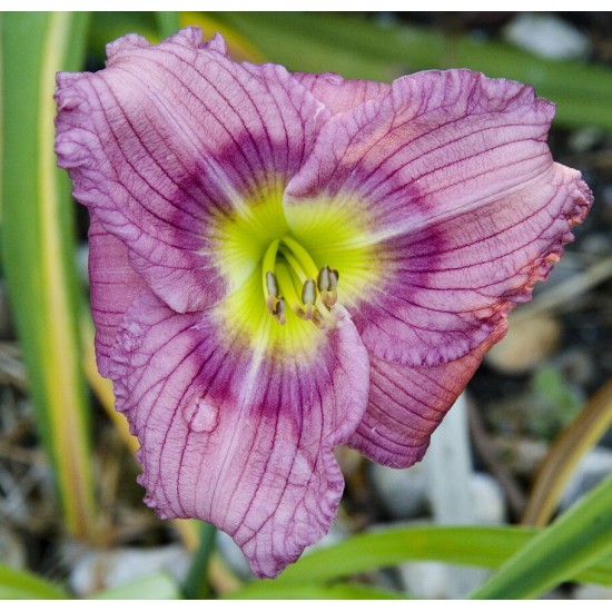 Plante Hemerocallis Siloam New Toy Plante Hemerocallis Siloam New Toy