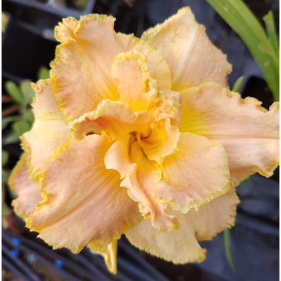 Plante Hemerocallis Unlock The Stars -Crin de o zi Plante Hemerocallis Unlock The Stars -Crin de o zi