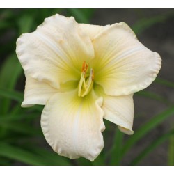 Plante Hemerocallis White Temptation