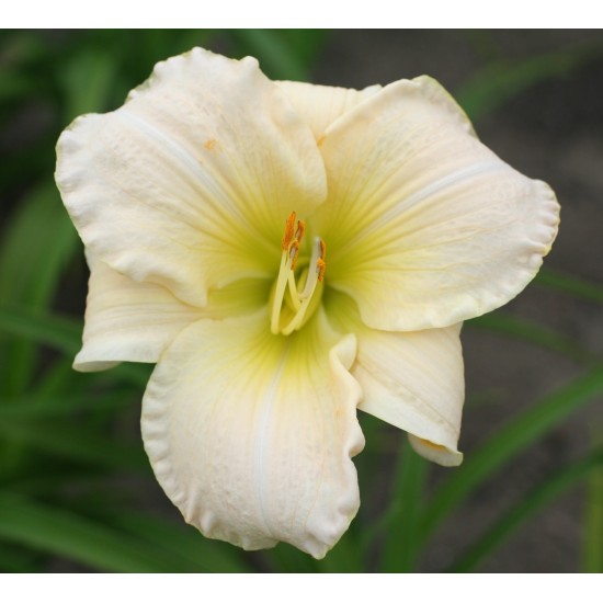 Plante Hemerocallis White Temptation Plante Hemerocallis White Temptation