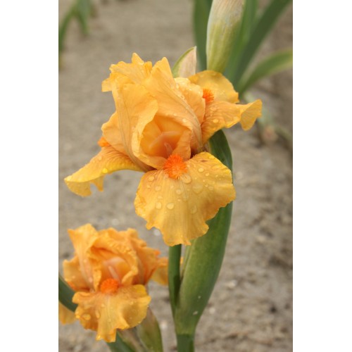 Plante- Iris germanica All Right