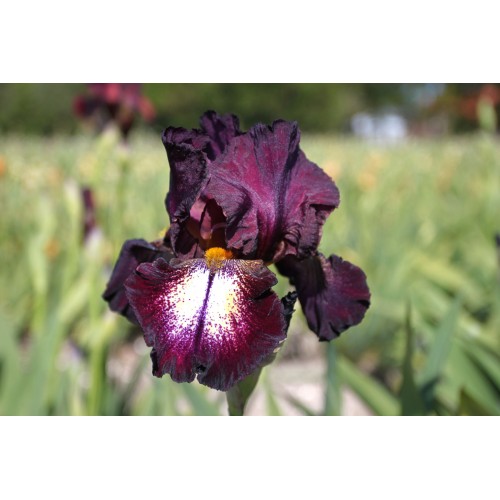 Plante- Iris germanica Attention Please