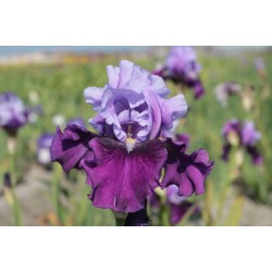 Plante- Iris germanica Bluebird Wine