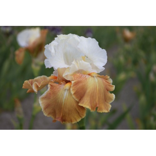 Plante- Iris germanica Oriental Alabaster