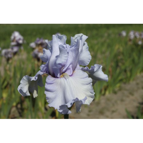 Plante- Iris germanica Silverado