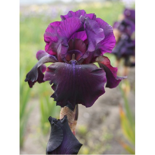 Plante- Iris germanica Superstition