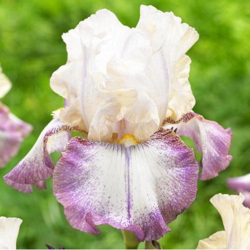 Plante- Iris germanica Lucky Locket