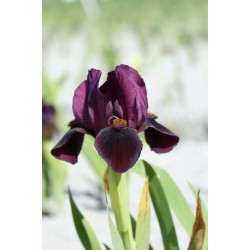 Plante- Iris pumila Dark Crystal