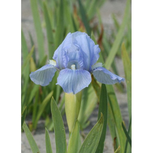 Plante- Iris pumila Little Sapphire