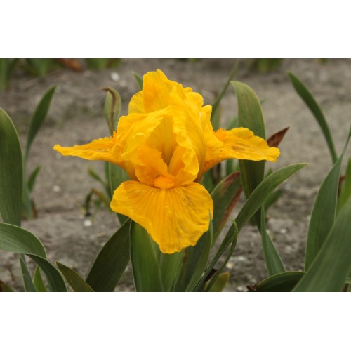 Plante- Iris pumila Orange Caper