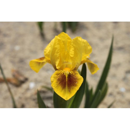Plante- Iris pumila Little Orchid