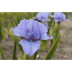 Plante- Iris pumila Rain Dance
