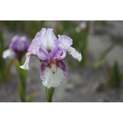 Plante- Iris pumila Sequel