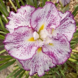 Plante Iris ensata Freckled Geisha -Stanjenel japonez