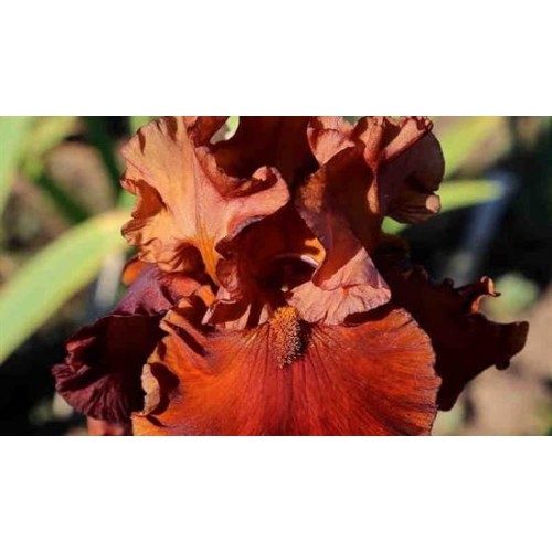 Plante- Iris germanica Velvet Robe