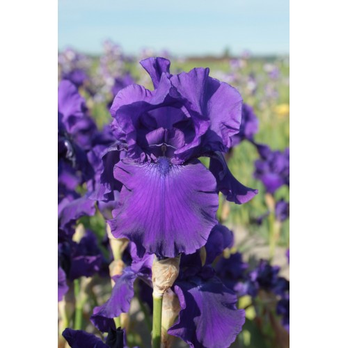 Plante- Iris germanica Titan's Glory