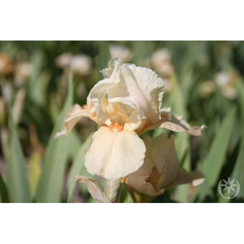 Plante- Iris germanica Apricot Silk