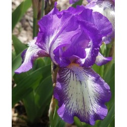 Plante- Iris germanica Arctic Fancy