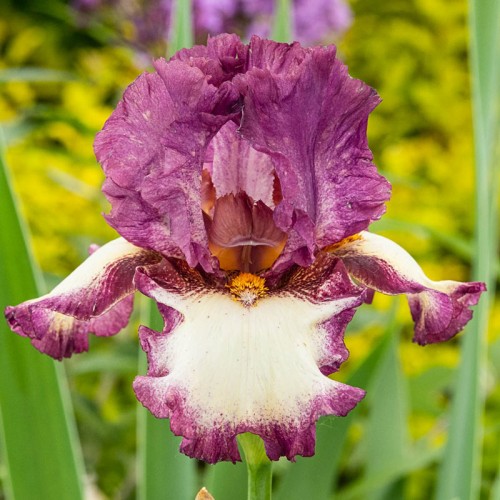 Plante- Iris germanica Autumn Encore