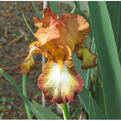 Plante- Iris germanica Belvi Queen