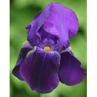 Plante Iris germanica Bishop's Robe