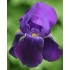 Plante Iris germanica Bishop's Robe