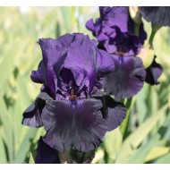 Plante Iris germanica Black Taffeta