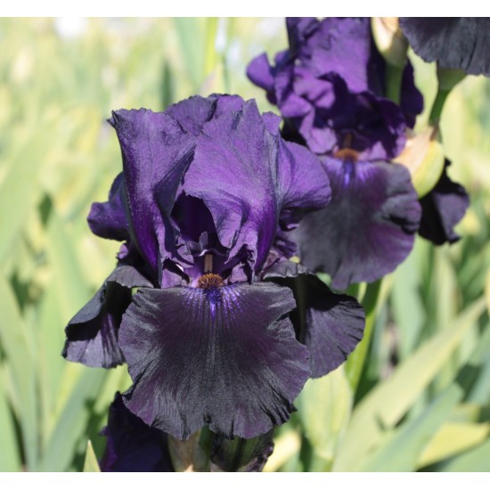 Plante Iris germanica Black Taffeta